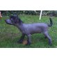 Andrea Mia Vita Felicita, Chinesischer Schopfhund Hairless-Schlag Welpen - Rüde