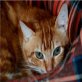 Andrei, EKH - Kater