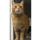 Andres, unkomplizierter Roter Kater - Kater