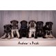 Andrews Pride Welpen, Deutscher Schäferhund Welpen - Rüde