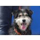 Andro, Schnauzer-Mischlingsrüde - Rüde