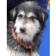 Androa, Schnauzer Mischling - Rüde