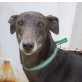 Andromeda, Galgo Español - Hündin