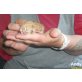 Andy, Perser mit Nase - Kater