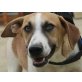 Andy, lieber Familienhund - Rüde