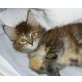 Aneka´s Raja, Maine Coon - Katze