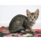 Anela, Mischling - Katze