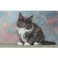 Anella, Maine Coon - Katze