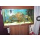 Anemonenfische