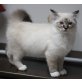 Anette, Heilige Birma - Katze