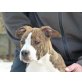 Angel, Amerikanischer Staffordshire-Terrier Welpen - Rüde