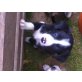 Angel, Border-Collie Welpen - Hündin