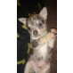 Angel , Chihuahua kurzhaariger Schlag Welpen - Rüde