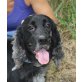 Angel, Cocker Spaniel - Rüde