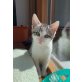 Angel, Europäische Kurzhaarkatze - Kater