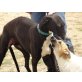 Angel, Galgo - Rüde