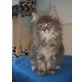 Angel, Maine Coon - Katze