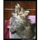 Angel, Perser - Katze
