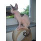 Angel, Sphynx - Katze