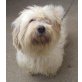 Angel, Terrier-Mischling - Rüde
