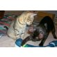 Angel und Lea, hauskatzen - Kater