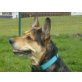 Angel, (und Stella), zwei aktive Seniorinnen, - Hündin
