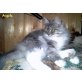Angela, Maine Coon Perser - Katze