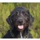 Angela, Schnauzer-Mix Welpen - Hündin