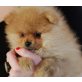 Angelface, Pomeranian - Hündin