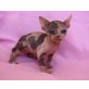 Angelina,Azrael, Sphynx - Katze