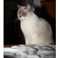 Angelina, Britisch Kurzhaarkatze - Katze