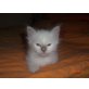 Angelina vom Thermenland, Heilige Birma - Katze