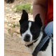 Angelito, Chihuahua Mix - Rüde