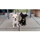 Angelo&Alvin, Chihuahua langhaariger Schlag Welpen - Rüde