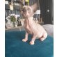Angelo+Aristoteles, Sphynx - Kater