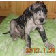 Angelo, Deutsche Dogge - Rüde