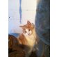 Angelo, Maine Coon - Kater