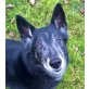 Angelo - NOTFALL, belg. Schäferhund Husy Mix - Rüde