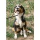 Angelo, verspielter, neugieriger Hundejunge - Rüde