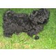 Angi, Havaneser - Hündin