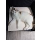 Angi und Princess , 2 junge Katzenmädels - Katze