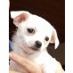 Angie, Chihuahua kurzhaariger Schlag - Hündin