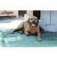 Angie, Labrador-Mischling - Hündin