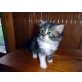 Angie, Perser-Angora - Katze