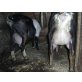 Anglo-Nubier-Ziegen - weiblich