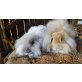 Angora