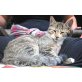Angora-Jungkater - Kater