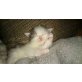 Angora Kitten - Kater