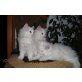 Angora Mischling Kätzchen - Kater