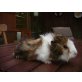 Angora - Peruaner - Merino - Sheltie - Teddy